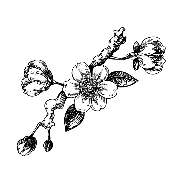 Sakura flower sketch. Cherry blossom vector illustration. Blooming tree branch drawing. Hand-drawn spring design element. NOT AI generated